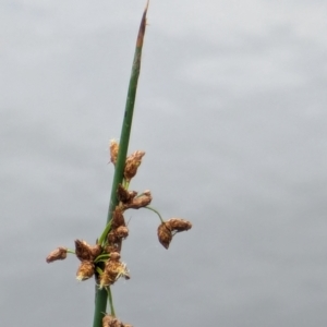 Schoenoplectus validus at Watson, ACT - 26 Jan 2024