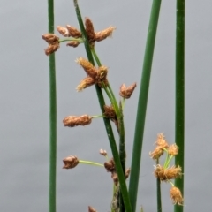 Schoenoplectus tabernaemontani at Watson, ACT - 26 Jan 2024 01:00 PM