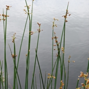 Schoenoplectus validus at Watson, ACT - 26 Jan 2024