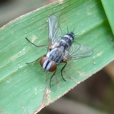 Cuphocera sp. (genus) (A bristle fly) at Watson, ACT - 26 Jan 2024 by AniseStar