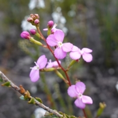 Stylidium lineare (Narrow-leaved Triggerplant) at Boolijah, NSW - 18 Jan 2024 by RobG1