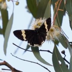 Eutrichopidia latinus (Yellow-banded Day-moth) at Melrose - 23 Jan 2024 by RomanSoroka