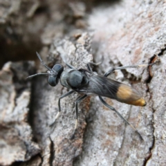 Agapophytus sp. (genus) (Unidentified Agapophytus stiletto fly) at Higgins, ACT - 26 Jan 2024 by Trevor