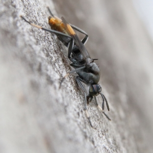 Agapophytus sp. (genus) at Higgins Woodland - 26 Jan 2024