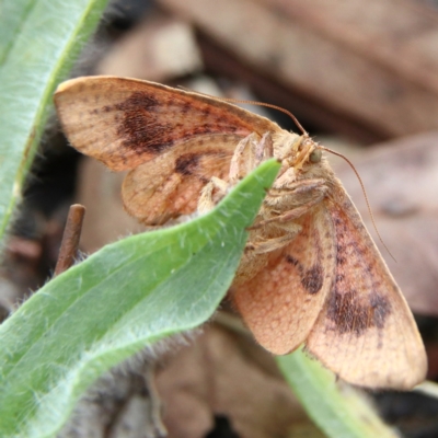 Aglaopus pyrrhata (Leaf Moth) at Higgins, ACT - 26 Jan 2024 by Trevor