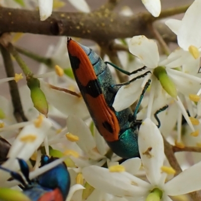 Castiarina scalaris (Scalaris jewel beetle) at Aranda Bushland - 26 Jan 2024 by CathB