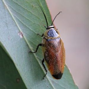 Ellipsidion australe at Higgins Woodland - 26 Jan 2024 11:40 AM