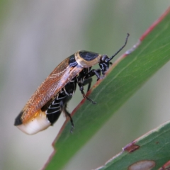 Ellipsidion australe at Higgins Woodland - 26 Jan 2024 11:40 AM