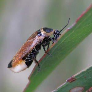 Ellipsidion australe at Higgins Woodland - 26 Jan 2024 11:40 AM