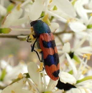 Castiarina crenata at Aranda Bushland - 26 Jan 2024