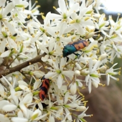 Castiarina crenata at Aranda Bushland - 26 Jan 2024