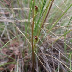 Speculantha rubescens (Blushing Tiny Greenhood) at Aranda, ACT - 26 Jan 2024 by CathB