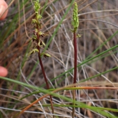 Corunastylis clivicola (Rufous midge orchid) at Cook, ACT - 25 Jan 2024 by CathB