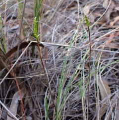 Corunastylis clivicola at Mount Painter - 26 Jan 2024