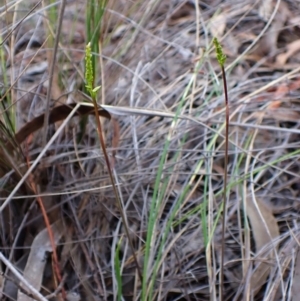 Corunastylis clivicola at Mount Painter - suppressed