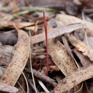 Corunastylis clivicola at Mount Painter - 26 Jan 2024