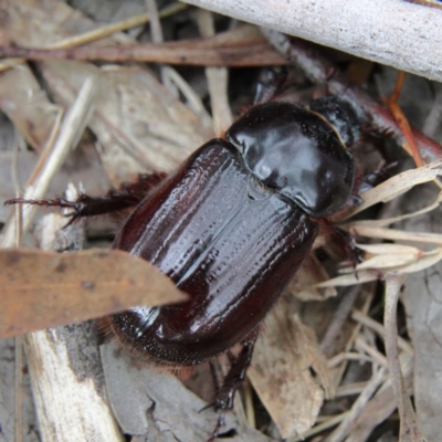 Dasygnathus sp. (genus) (Rhinoceros beetle) at Higgins, ACT - 26 Jan 2024 by Trevor