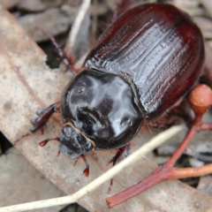 Dasygnathus sp. (genus) at Higgins Woodland - 26 Jan 2024