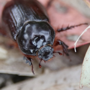 Dasygnathus sp. (genus) at Higgins Woodland - 26 Jan 2024