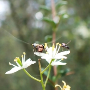 Nemophora sparsella at Aranda Bushland - 26 Jan 2024 08:34 AM