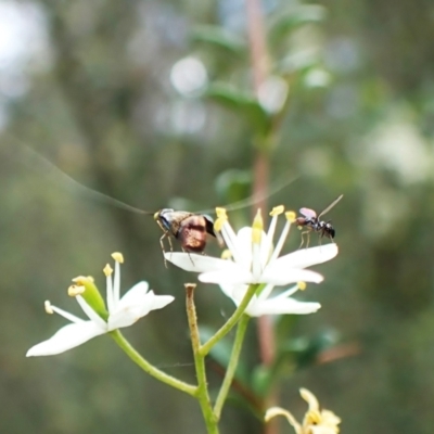 Nemophora sparsella (An Adelid Moth) at Aranda Bushland - 26 Jan 2024 by CathB