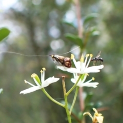 Nemophora sparsella at Aranda Bushland - 26 Jan 2024 08:34 AM