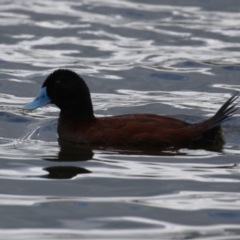 Oxyura australis (Blue-billed Duck) at Isabella Plains, ACT - 25 Jan 2024 by RodDeb