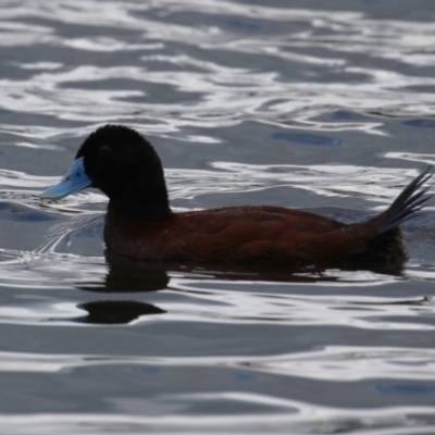 Oxyura australis (Blue-billed Duck) at Isabella Plains, ACT - 25 Jan 2024 by RodDeb