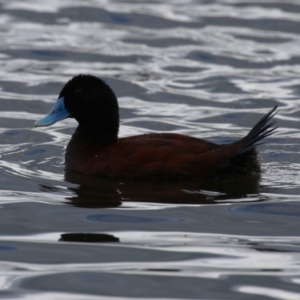 Oxyura australis at Upper Stranger Pond - 26 Jan 2024