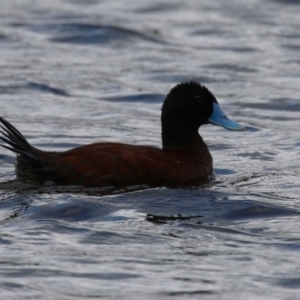 Oxyura australis at Upper Stranger Pond - 26 Jan 2024 10:44 AM