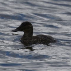 Oxyura australis at Upper Stranger Pond - 26 Jan 2024 10:44 AM