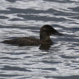 Oxyura australis at Upper Stranger Pond - 26 Jan 2024 10:44 AM