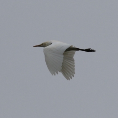 Bubulcus coromandus (Eastern Cattle Egret) at Upper Stranger Pond - 26 Jan 2024 by RodDeb