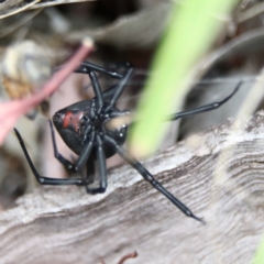 Latrodectus hasselti (Redback Spider) at Higgins Woodland - 26 Jan 2024 by MichaelWenke