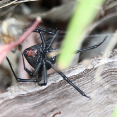 Latrodectus hasselti (Redback Spider) at Higgins Woodland - 26 Jan 2024 by Trevor