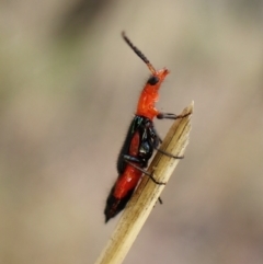 Melyridae (family) (Soft-winged flower beetle) at Aranda, ACT - 25 Jan 2024 by CathB