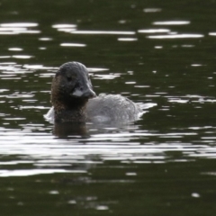 Biziura lobata (Musk Duck) at Isabella Plains, ACT - 26 Jan 2024 by RodDeb