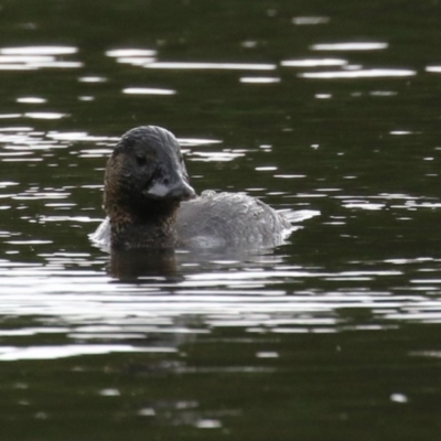 Biziura lobata (Musk Duck) at Upper Stranger Pond - 26 Jan 2024 by RodDeb