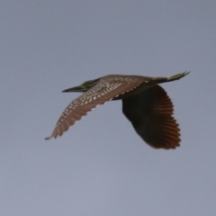 Nycticorax caledonicus (Nankeen Night-Heron) at Upper Stranger Pond - 26 Jan 2024 by RodDeb