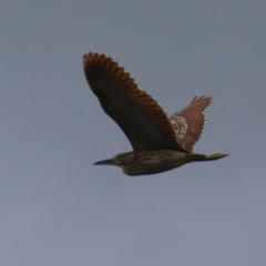 Nycticorax caledonicus at Upper Stranger Pond - 26 Jan 2024