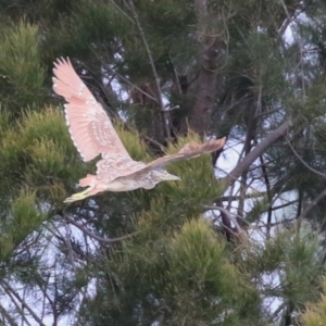 Nycticorax caledonicus at Upper Stranger Pond - 26 Jan 2024