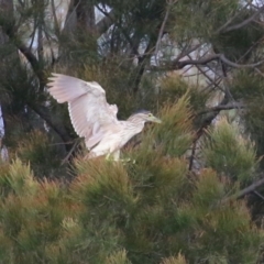 Nycticorax caledonicus at Upper Stranger Pond - 26 Jan 2024