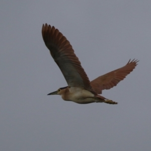 Nycticorax caledonicus at Upper Stranger Pond - 26 Jan 2024