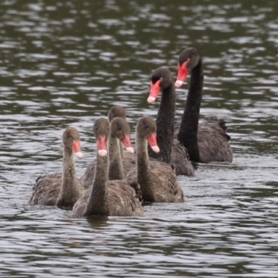 Cygnus atratus (Black Swan) at Isabella Plains, ACT - 25 Jan 2024 by RodDeb