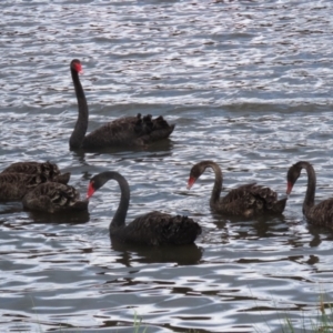 Cygnus atratus at Isabella Plains, ACT - 26 Jan 2024 10:46 AM