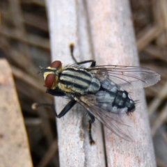 Sarcophagidae sp. (family) (Unidentified flesh fly) at Higgins, ACT - 26 Jan 2024 by Trevor
