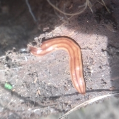 Anzoplana trilineata (A Flatworm) at Cooma North Ridge Reserve - 26 Jan 2024 by mahargiani