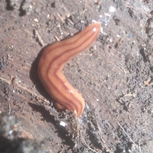 Anzoplana trilineata at Cooma North Ridge Reserve - 26 Jan 2024 01:42 PM