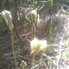 Diplodium ampliatum (Large Autumn Greenhood) at Cooma North Ridge Reserve - 26 Jan 2024 by mahargiani