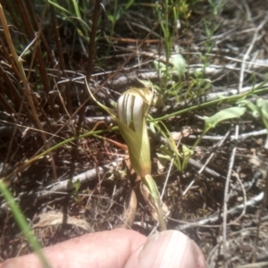 Diplodium ampliatum at Cooma North Ridge Reserve - 26 Jan 2024